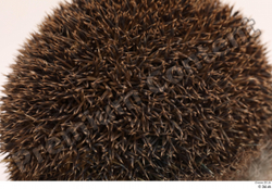  Hedgehog - Erinaceus europaeus # 3 